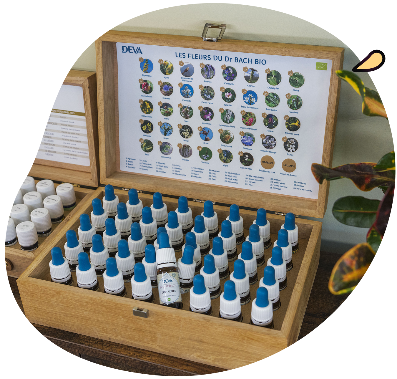 Coffret contenant les 38 Fleurs de Bach