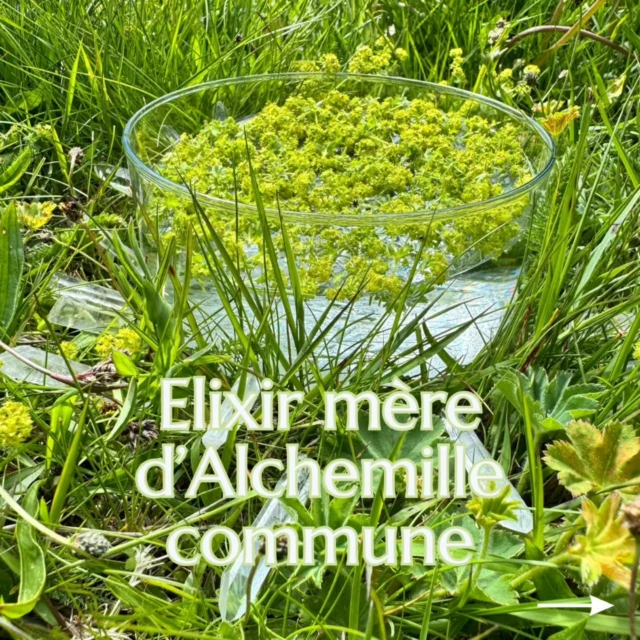 🌿🌳 Stage terrain - élaboration d'un élixir mère 🌳🌿

Retour en images sur le stage terrain organisé par @laboratoire_deva une grande première pour moi en tant que conseillère agréée du Centre Bach.

La rumeur est vraie, il faut le vivre pour comprendre!

2 jours hors du temps, une évasion, un enchantement...

Aux côtés de @pascale.millier et Valérie Labrosse, j'ai fait la rencontre et la découverte de la fabuleuse Alchemille commune, une fleur contemporaine. 
Dans le carrousel de la publication, découvrez-la un peu mieux grâce aux extraits tirés de l'ouvrage de Pascale "Le Grand Livre des fleurs de Bach et des élixirs floraux" aux éditions Eyrolles.

Jamais je n'aurai pensé (res)sentir autant de puissance, de vibrations et d'émotions!
Bonus! Une belle surprise à laquelle je ne m'attendais pas : avoir le flacon de l'élixir mère que nous avons fait (photo 5).

Un IMMENSE MERCI pour l'accueil, l'engagement, l'authenticité et la générosité du @laboratoire_deva

Une chose est sûre, je ferai d'autres sorties terrain et, me souviendrai à jamais de ces précieux instants de cette grande première ✨

Audrey

#floritherapie #flowers #elixirfloral #élixirsfloraux
#florithérapie #floratherapie #fleursdebach #conseilenfleurdebach